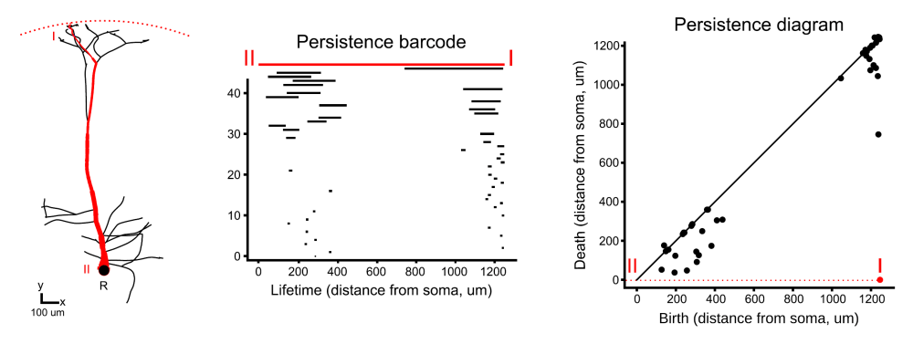 Fig.1 Notes on Topology for Neural Morphologies Paper