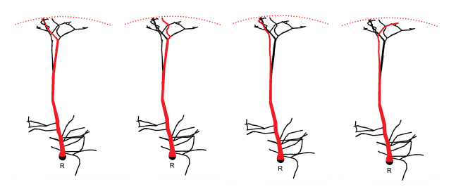 Fig.2 Notes on Topology for Neural Morphologies Paper