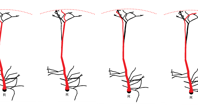 Notes on: A Topological Representation of Branching Neuronal Morphologies, Kanari et al. 2017 Notes on: A Topological Representation of Branching Neuronal Morphologies, Kanari et al. 2017