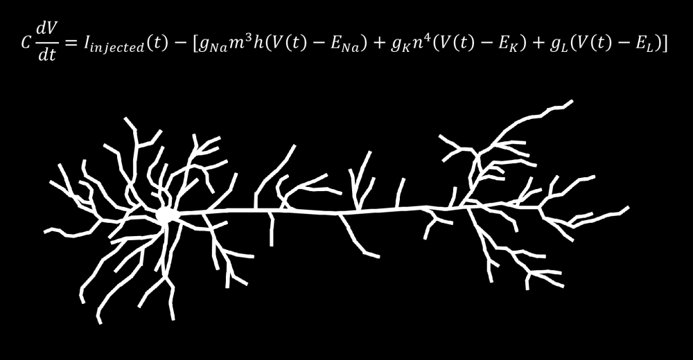 Hodkin-Huxley and Pyramidal Neuron Image.png