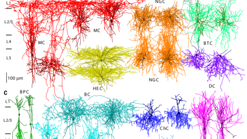 Notes on Neocortical&nbsp;Interneurons