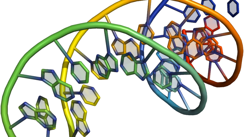 Notes on Nucleic Acid&nbsp;Bioconjugation