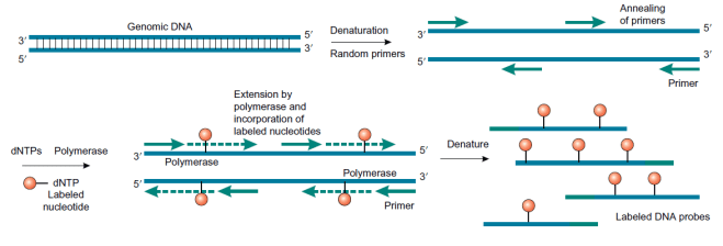 BioconjugatesFig1