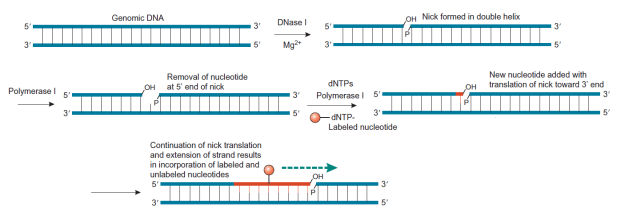 BioconjugatesFig2