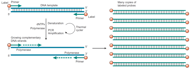 BioconjugatesFig3