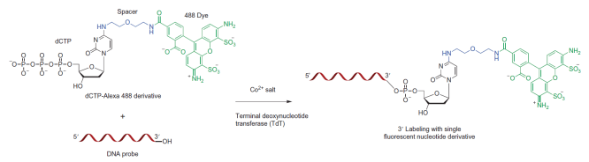 BioconjugatesFig4