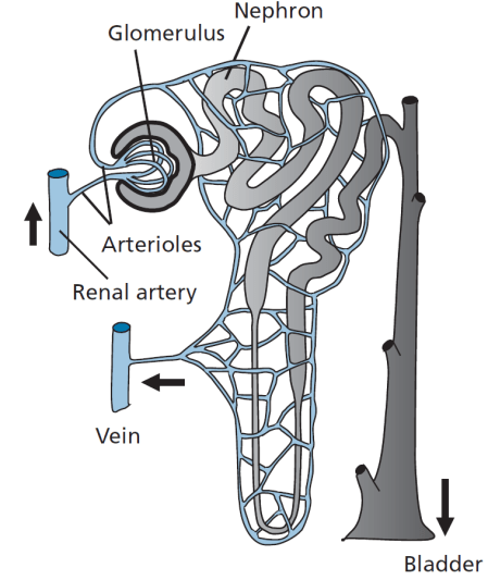 MedicinalChemistryFig11