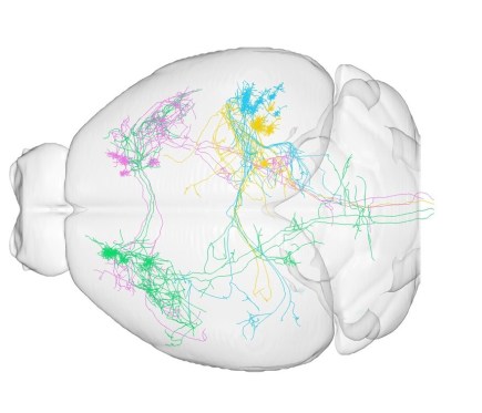China Brain Mapping Image