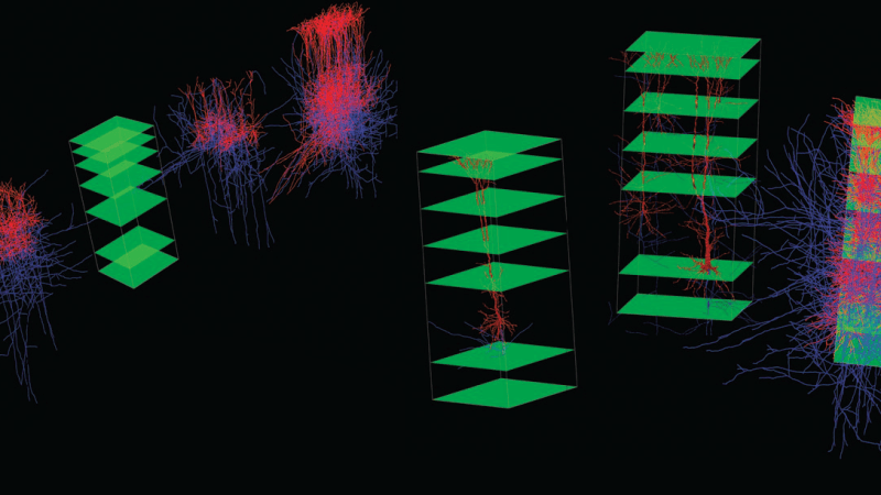 Towards Simulating the Human&nbsp;Brain