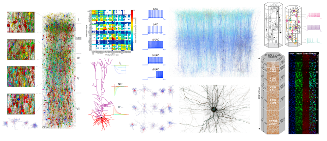 Cortical Mesocircuit