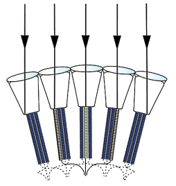 Fig.1 Notes on Insect Vision Paper