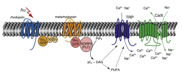 Fig.4 Notes on Insect Vision Paper