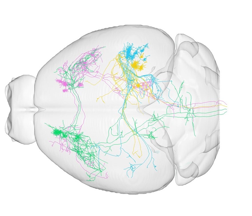Machine Neuron Map Global Highlights in Neuroengineering 2005-2018 | LoganThrasherCollins.com