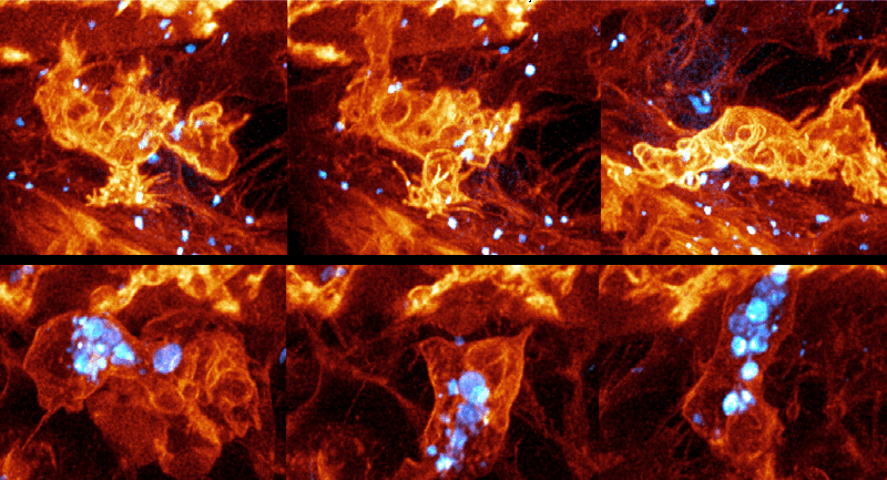Notes on – Observing the cell in its native state: imaging subcellular dynamics in multicellular organisms (Betzig et&nbsp;al.)