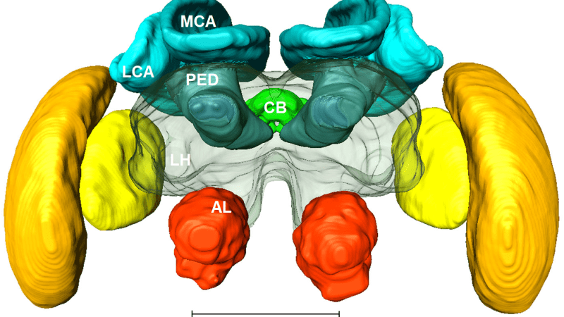 NeuroTechX Webinar on Insect Brain&nbsp;Emulation
