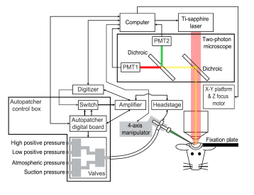 automated patch clamp system
