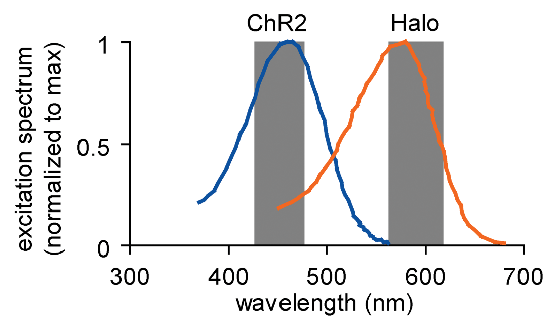 halorhodopsin and chr2 wavelengths