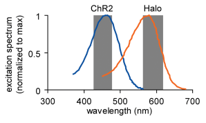 halorhodopsin and chr2 wavelengths