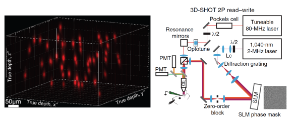 optogenetic control of fifty neurons