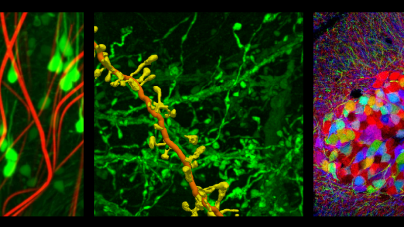 Global Highlights in Neuroengineering August 2005 to April&nbsp;2019