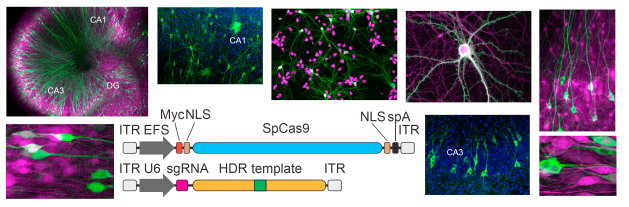 Genome Editing Neurons
