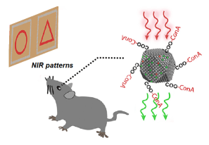 NIR vision using upconversion nanoparticles