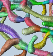 BigNeuron tracing image