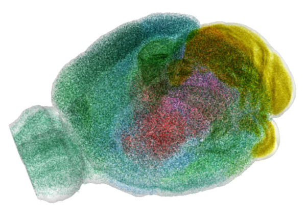 Blue Brain Cell Atlas