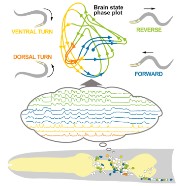 C. elegans brain dynamics