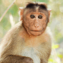 China Brain Project macaque
