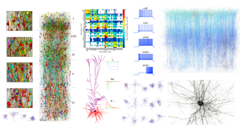 Cortical Mesocircuit