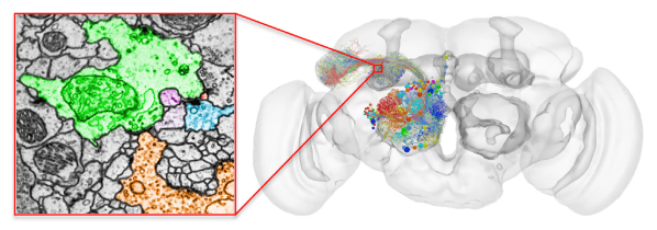 Drosophila connectome with SEM