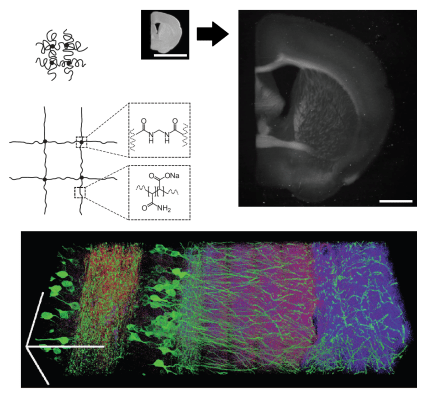 Expansion microscopy