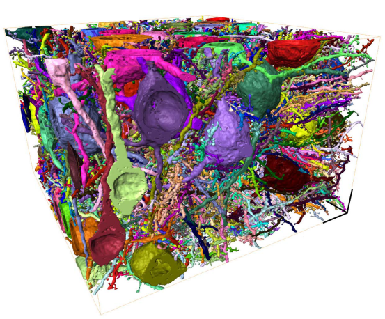 Fully segmented and processed cortical tissue volume