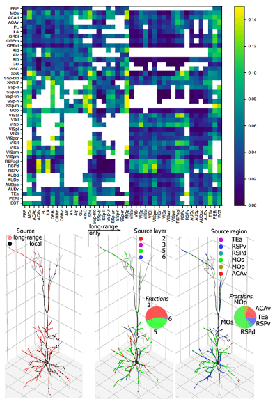 Mouse neocortical connectome model