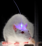 Optogenetics2