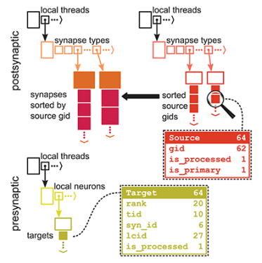 Software for exascale brain simulation
