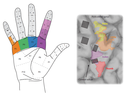 Somatosensory Stimulation