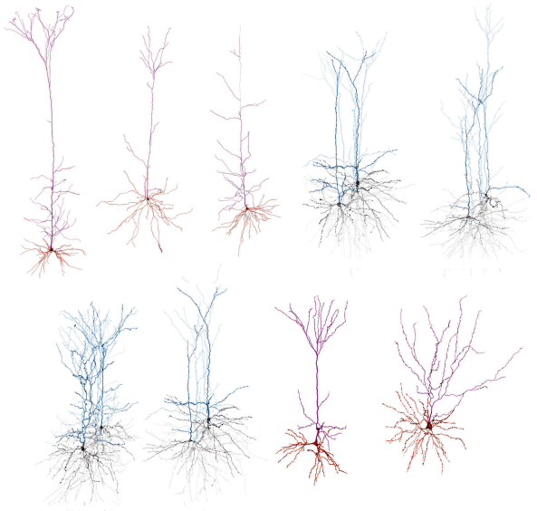 Topological data analysis to classify neurons