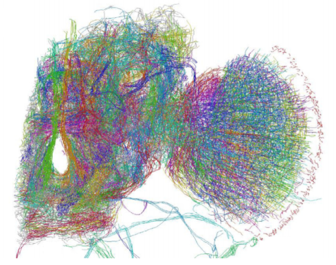 Traced Drosophila Brain Hemisphere