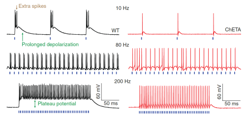 Ultrafast optogenetics