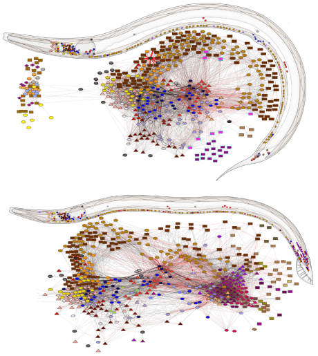 Updated C. elegans connectomes