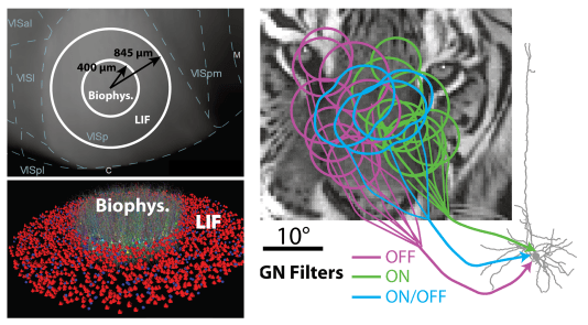 V1 layer IV detailed simulation