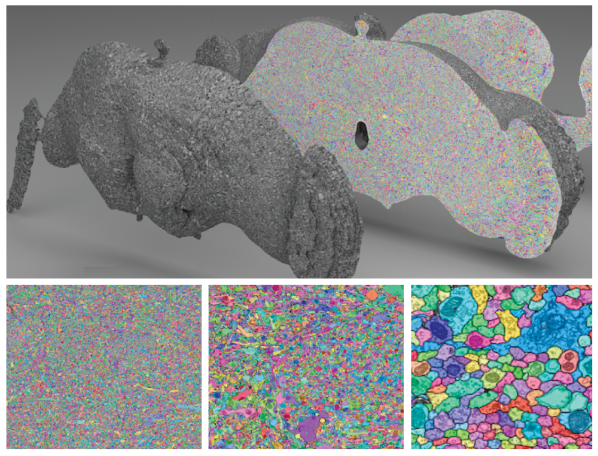 Whole-brain Drosophila ssTEM dataset segmentation