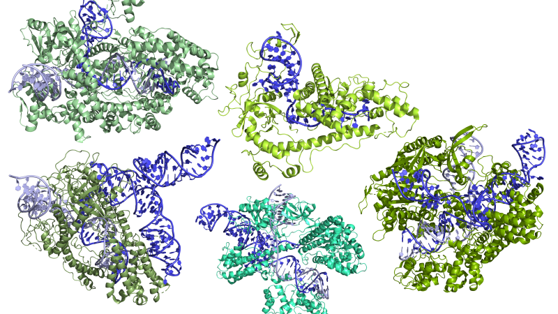 A Guide to CRISPR-Cas&nbsp;Nucleases