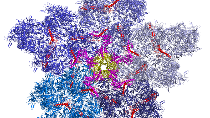 Guide to the Structure and Function of the Adenovirus&nbsp;Capsid