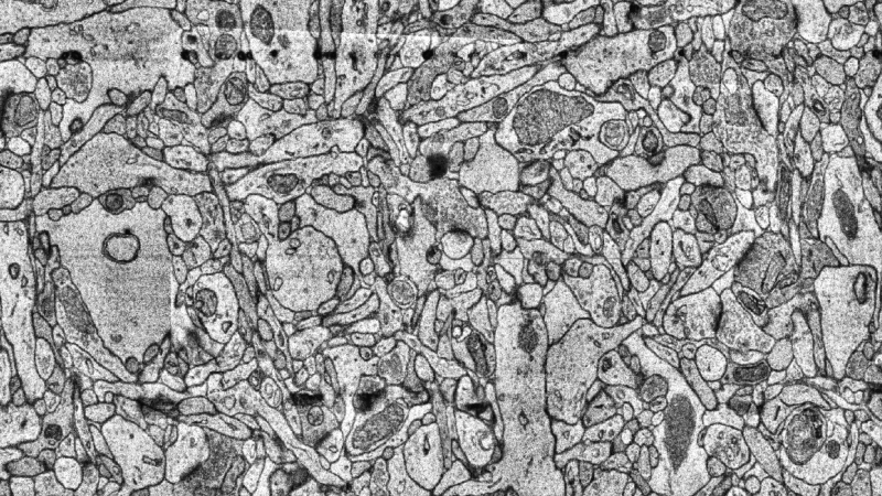 Reexamining the neurobiological correlates of subjective experience for whole-brain emulation&nbsp;(slides)