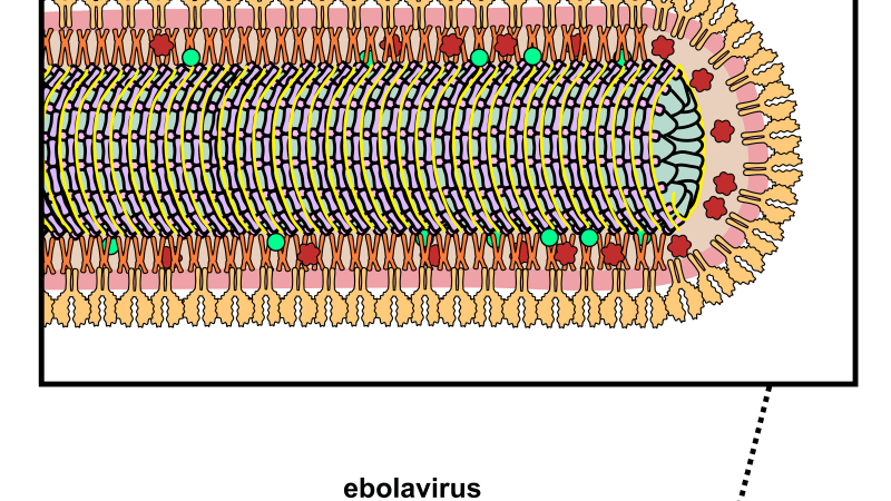 An Introduction to Ebolavirus&nbsp;Biology