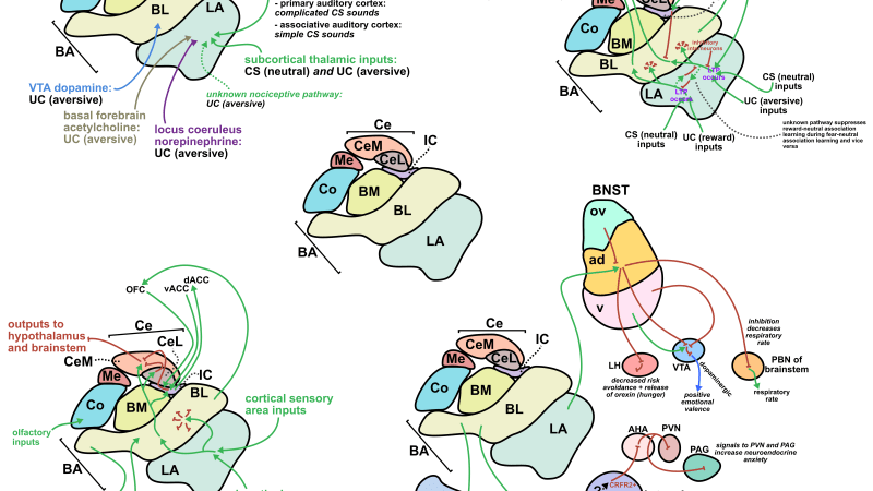 Amygdala Structure, Function, and Clinically Relevant&nbsp;Pathways